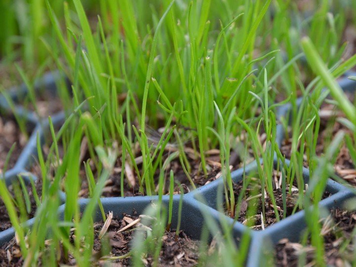 Grass gravel green 50x50x4cm 400t / m2